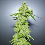 Glue 31 x Divine Queen