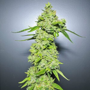 Glue 31 x Divine Queen