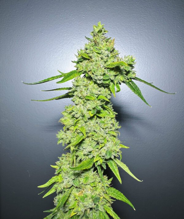 Glue 31 x Divine Queen Glue 31 x Divine Queen