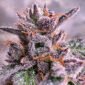 candy_packz_x_divine_queen
