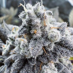 Flow State x Divine Queen